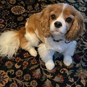 Meet your Posher, Jackie